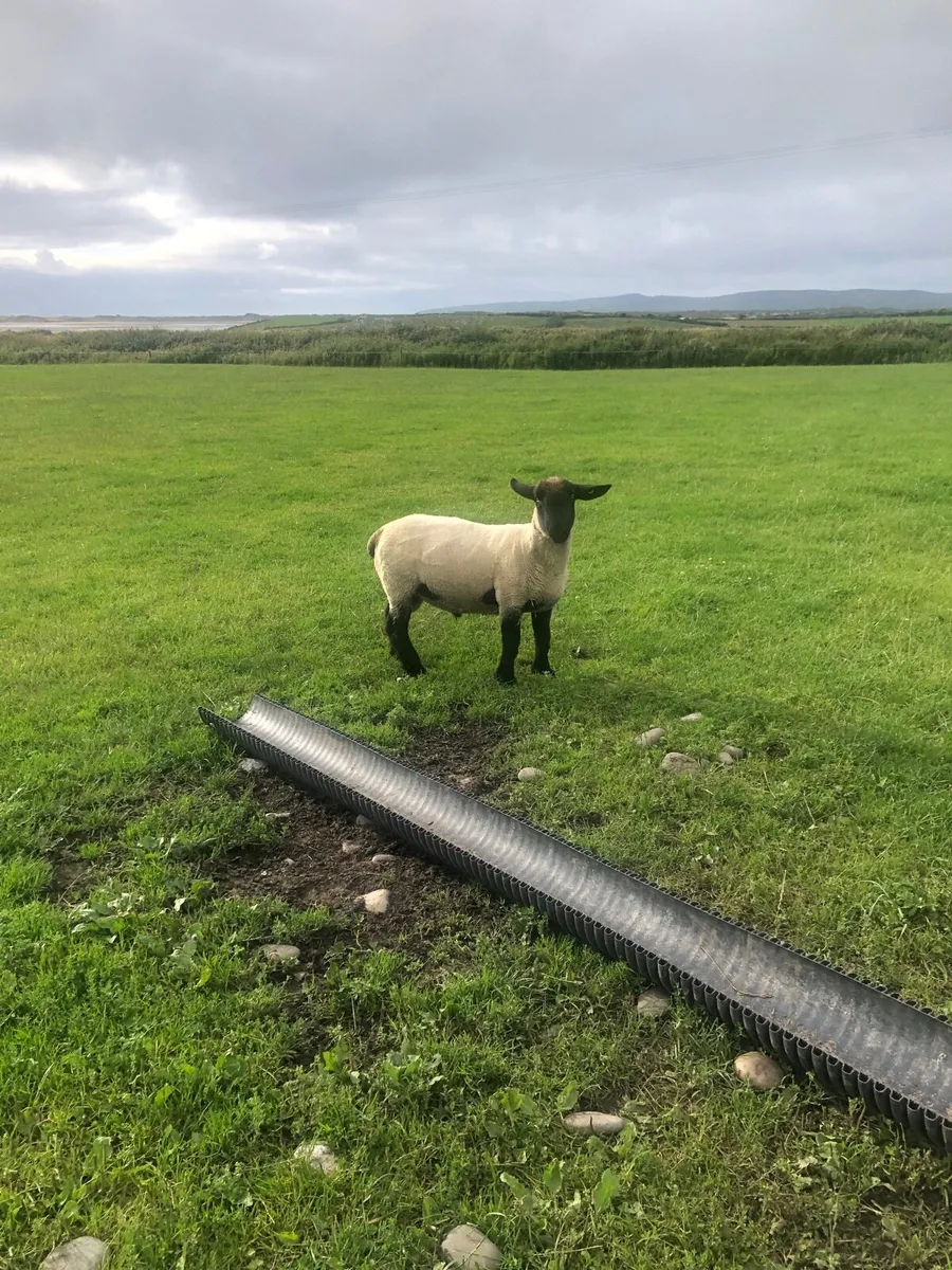 Suffolk  hogget ram sis approved ⭐️ - Image 3