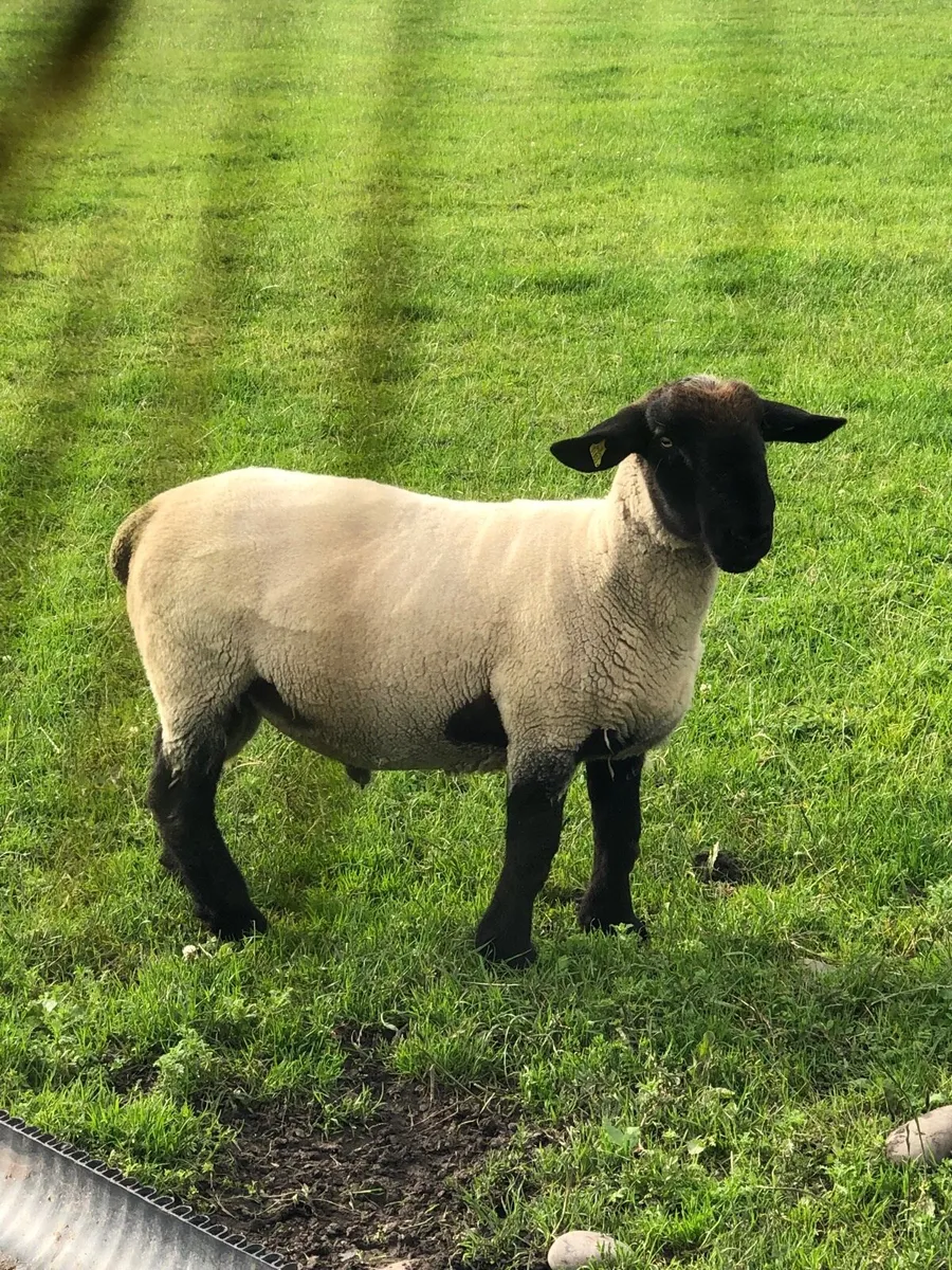 Suffolk  hogget ram sis approved ⭐️ - Image 1