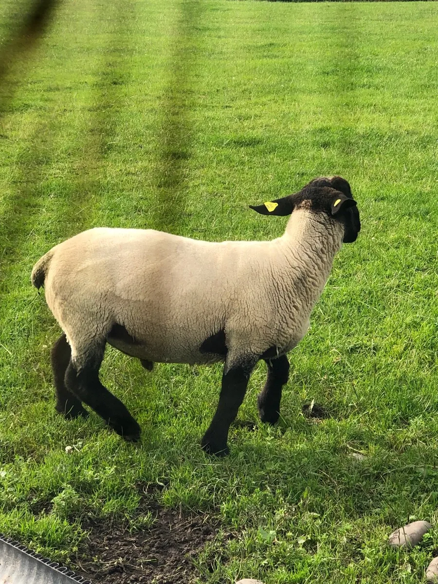 Suffolk  hogget ram sis approved ⭐️ - Image 4