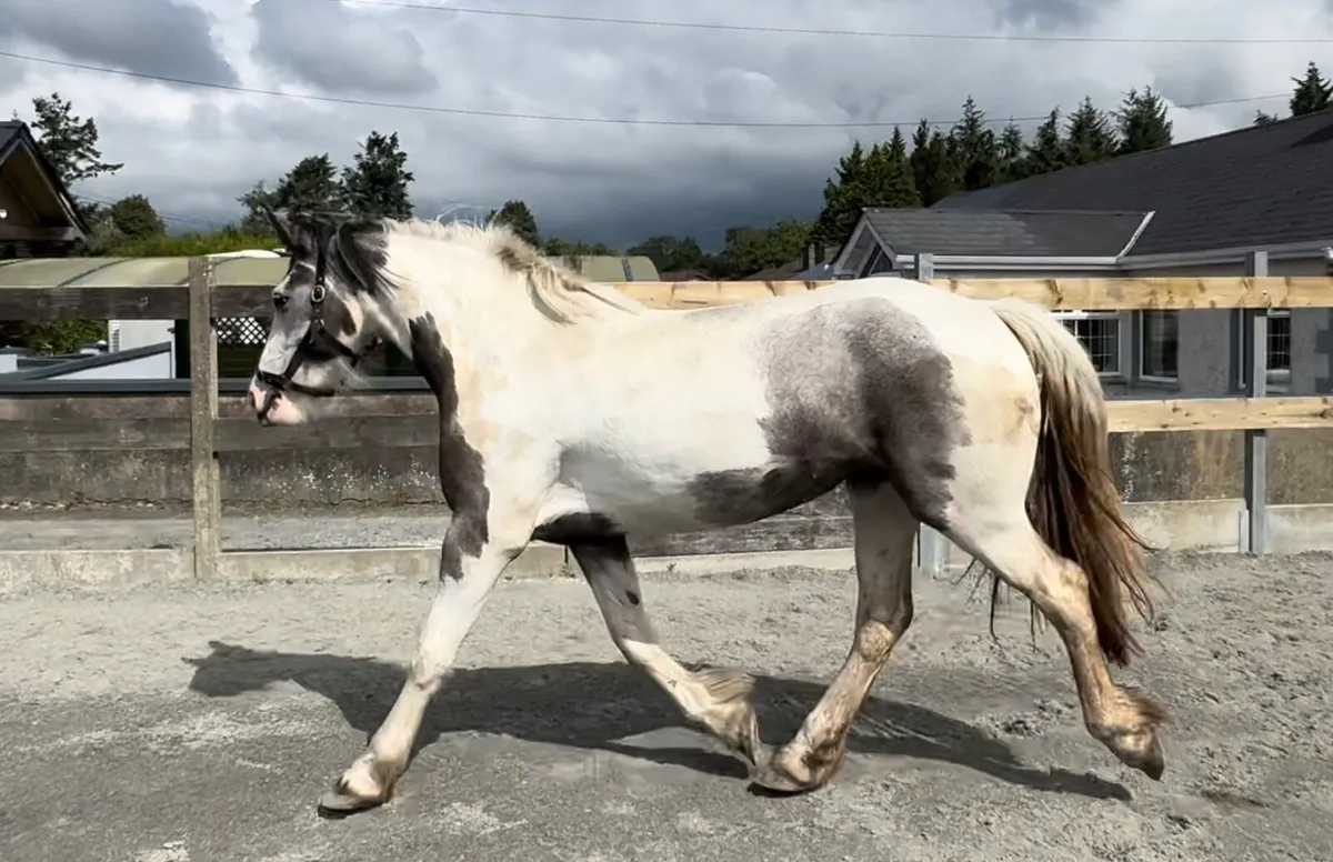 2yr old cob Filly - Image 1