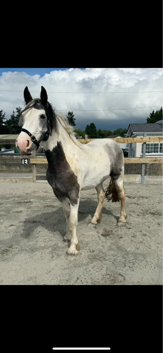 2yr old cob Filly - Image 2