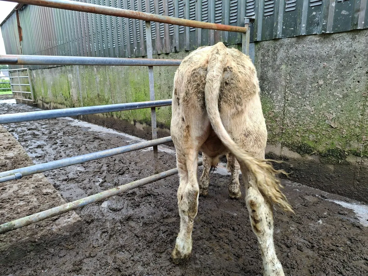 Golden Charolais  Bull - Image 1
