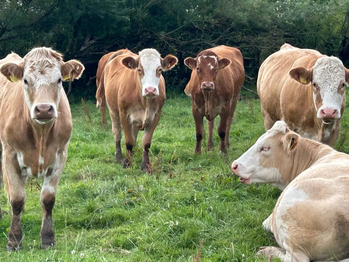 SPRINGING HEIFERS - Image 1