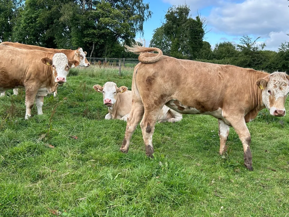 SPRINGING HEIFERS - Image 2