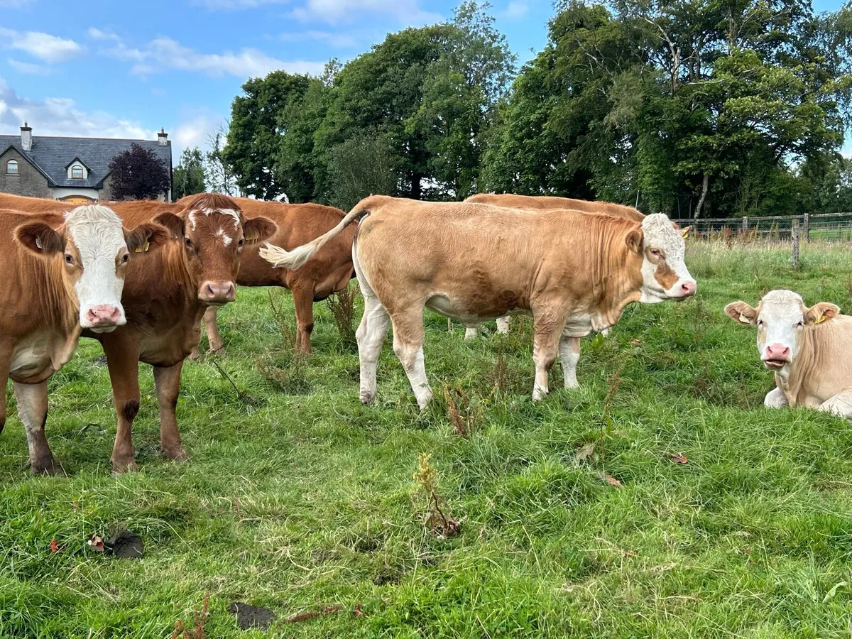 SPRINGING HEIFERS - Image 3