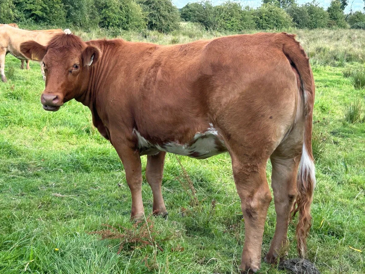 SPRINGING HEIFERS - Image 4