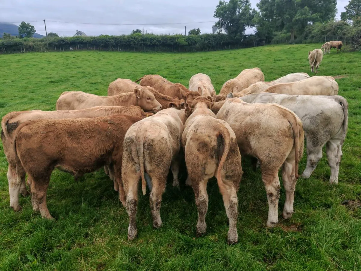 Bullock's 300/360 kgs. - Image 1