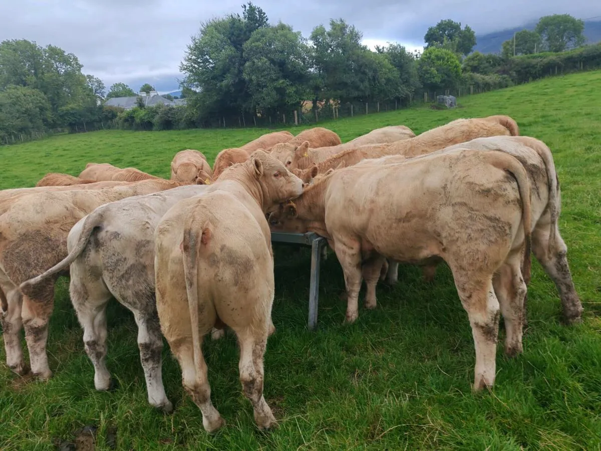 Bullock's 300/360 kgs. - Image 3