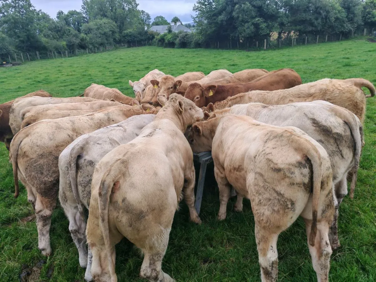 Bullock's 300/360 kgs. - Image 4