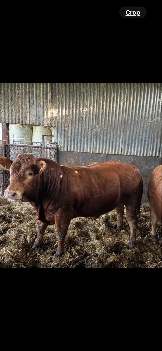 Limousin bulls - Image 3