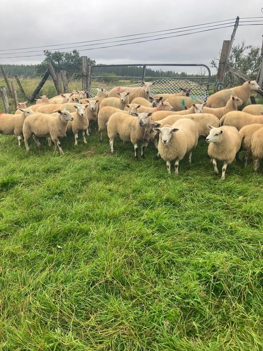 Ewe lambs - Image 1