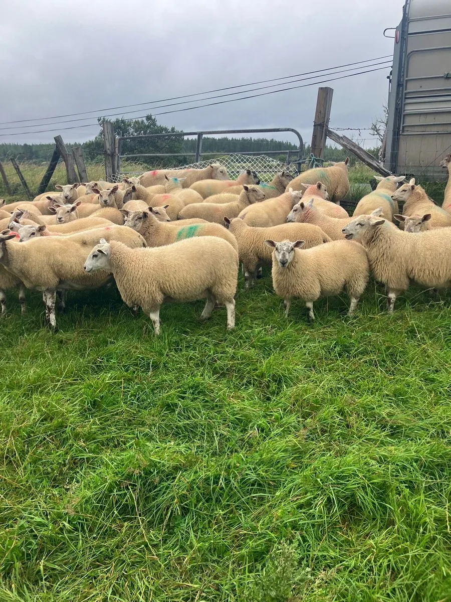 Ewe lambs - Image 2