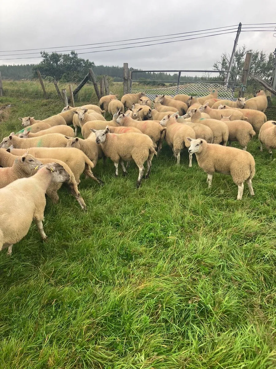 Ewe lambs - Image 3
