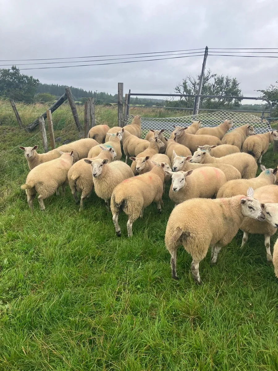Ewe lambs - Image 4