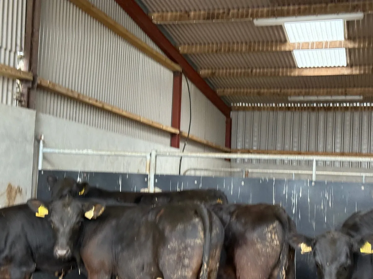 5 SUPER ANGUS BULL WEANLINGS ( 220 kgs ) - Image 2