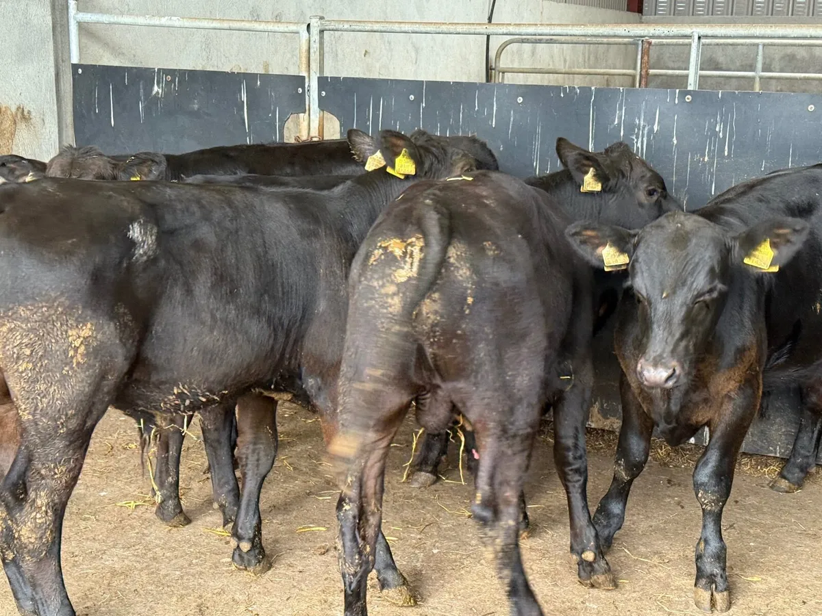 5 SUPER ANGUS BULL WEANLINGS ( 220 kgs ) - Image 3