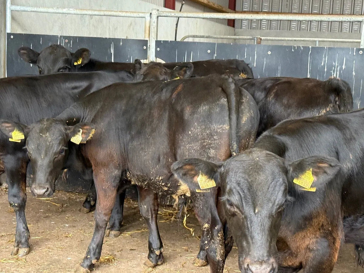 5 SUPER ANGUS BULL WEANLINGS ( 220 kgs ) - Image 1