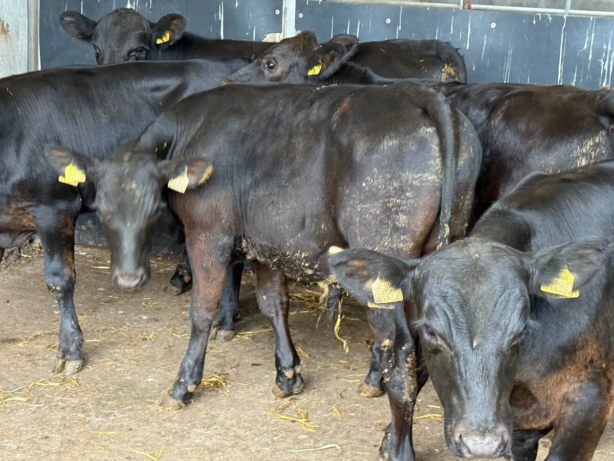 5 SUPER ANGUS BULL WEANLINGS ( 220 kgs ) - Image 4