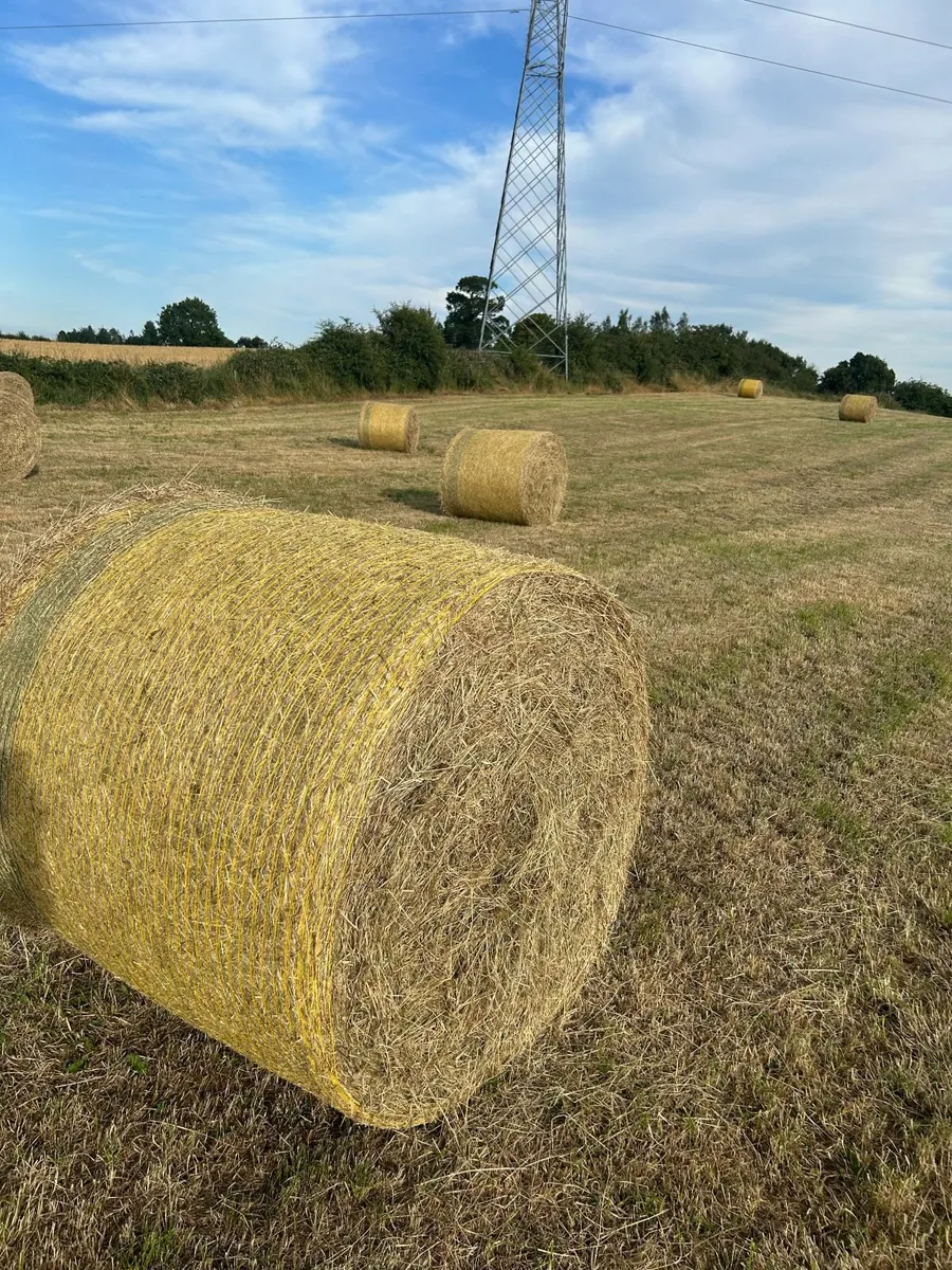 Hay Organic  Certified - Image 2