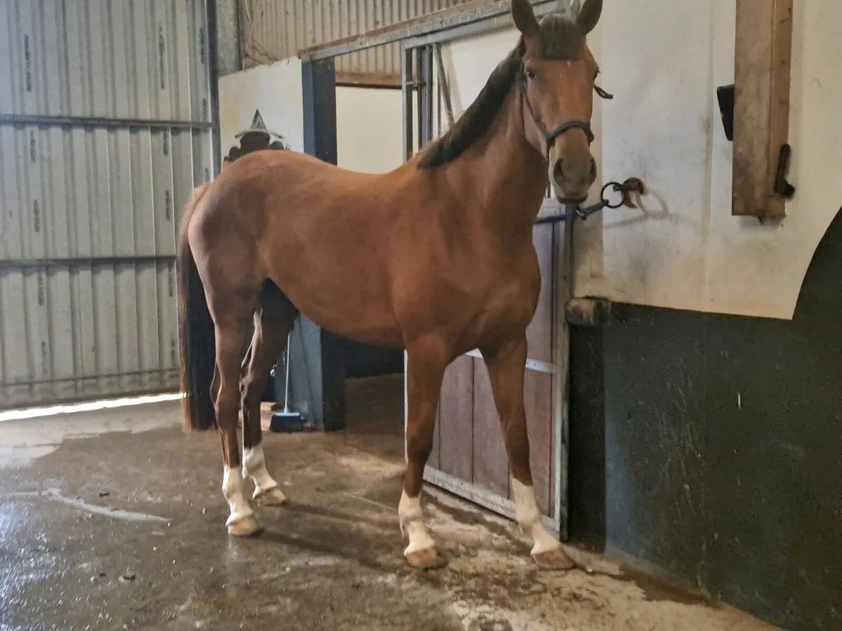 3 Year Filly 16.2 - Image 2