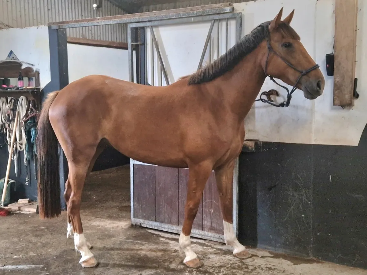 3 Year Filly 16.2 - Image 1