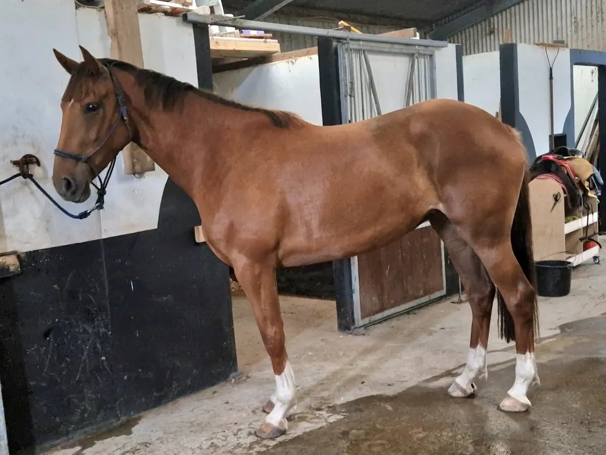 3 Year Filly 16.2 - Image 3