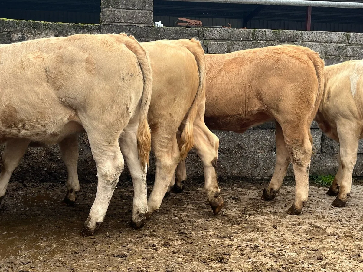 Four Charolais Heifers - Image 1