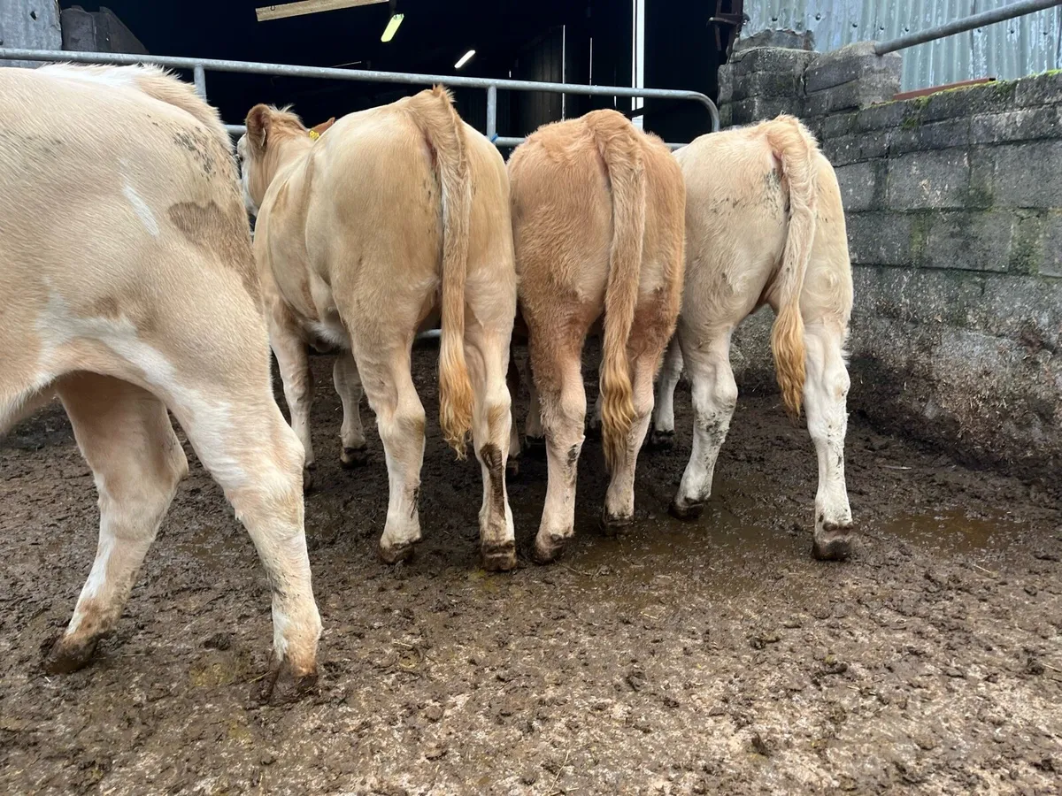 Four Charolais Heifers - Image 2