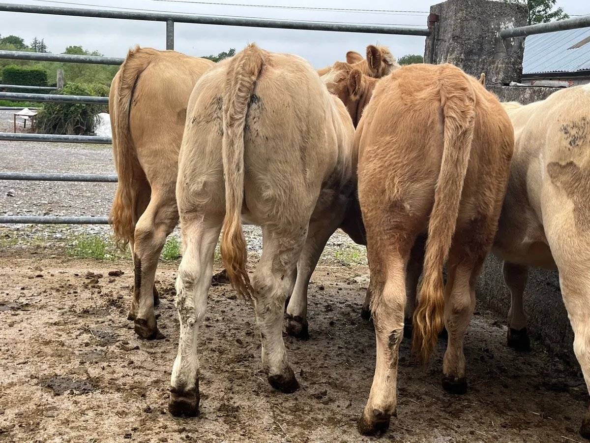 Four Charolais Heifers - Image 3