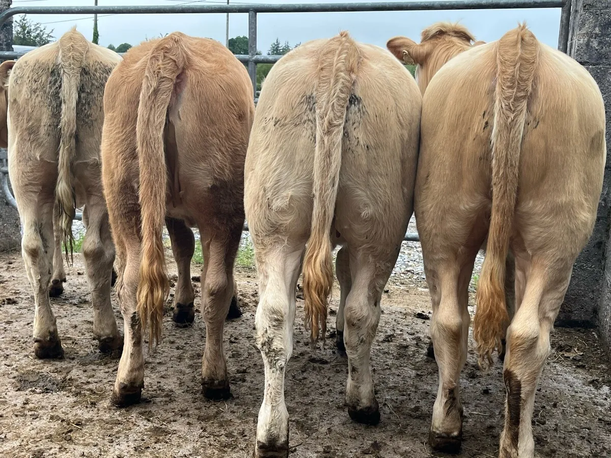 Four Charolais Heifers - Image 4