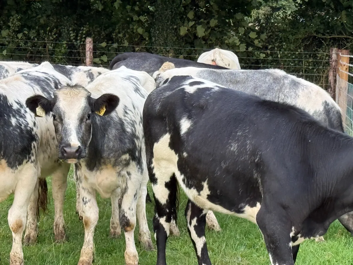 7 BELGIAN BLUE HEIFERS ( 350 KGS) - Image 1