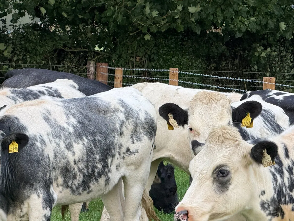 7 BELGIAN BLUE HEIFERS ( 350 KGS) - Image 2
