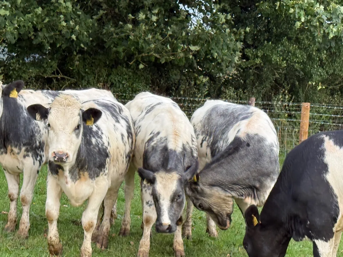 7 BELGIAN BLUE HEIFERS ( 350 KGS) - Image 3