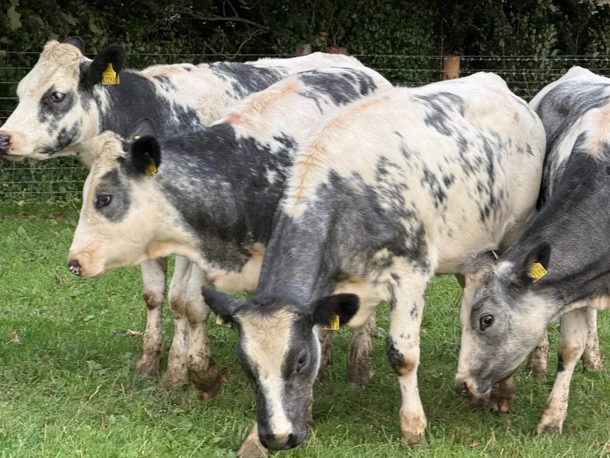 7 BELGIAN BLUE HEIFERS ( 350 KGS) - Image 4