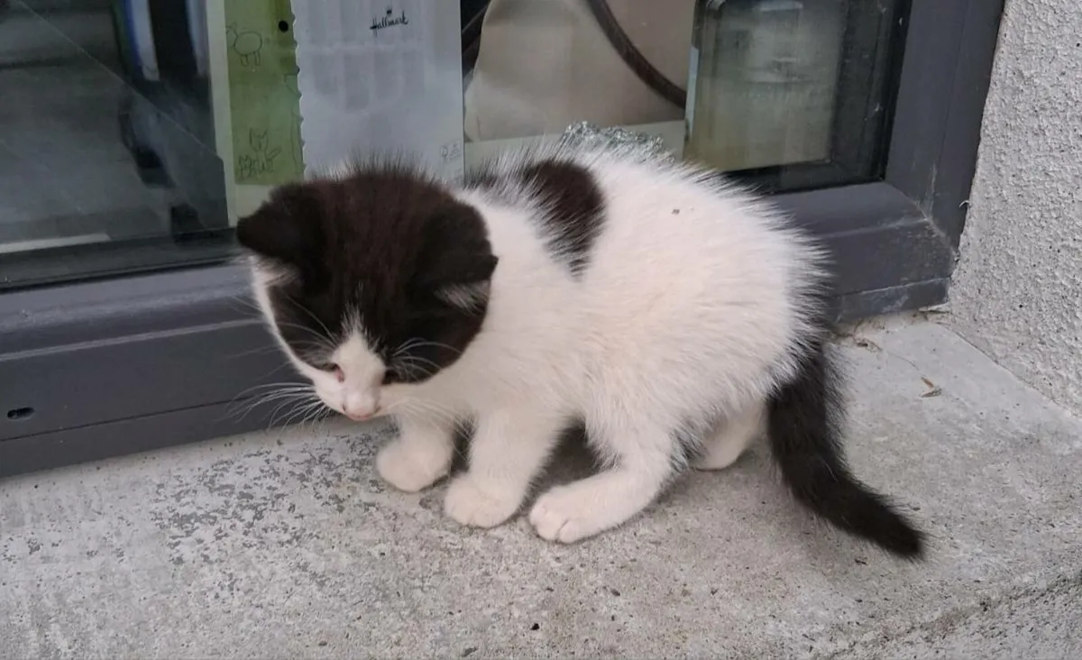 Kittens - Image 1