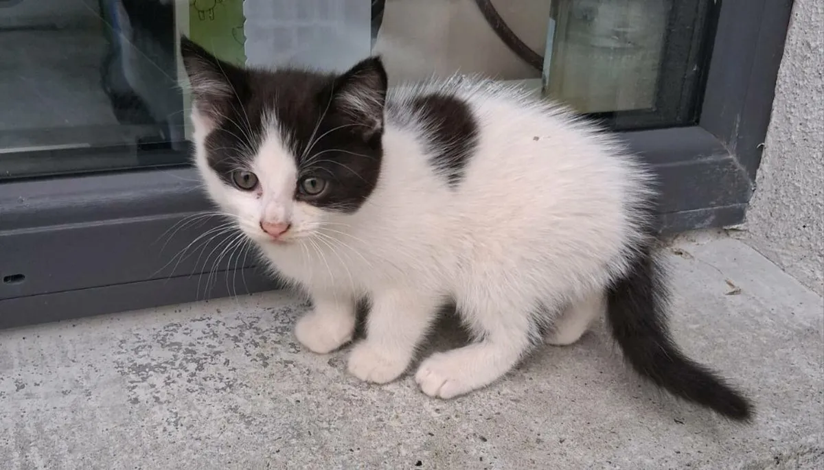 Kittens - Image 2
