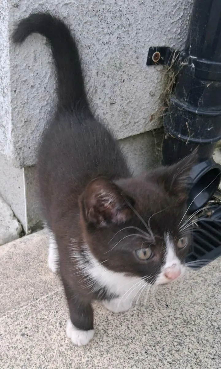 Kittens - Image 3