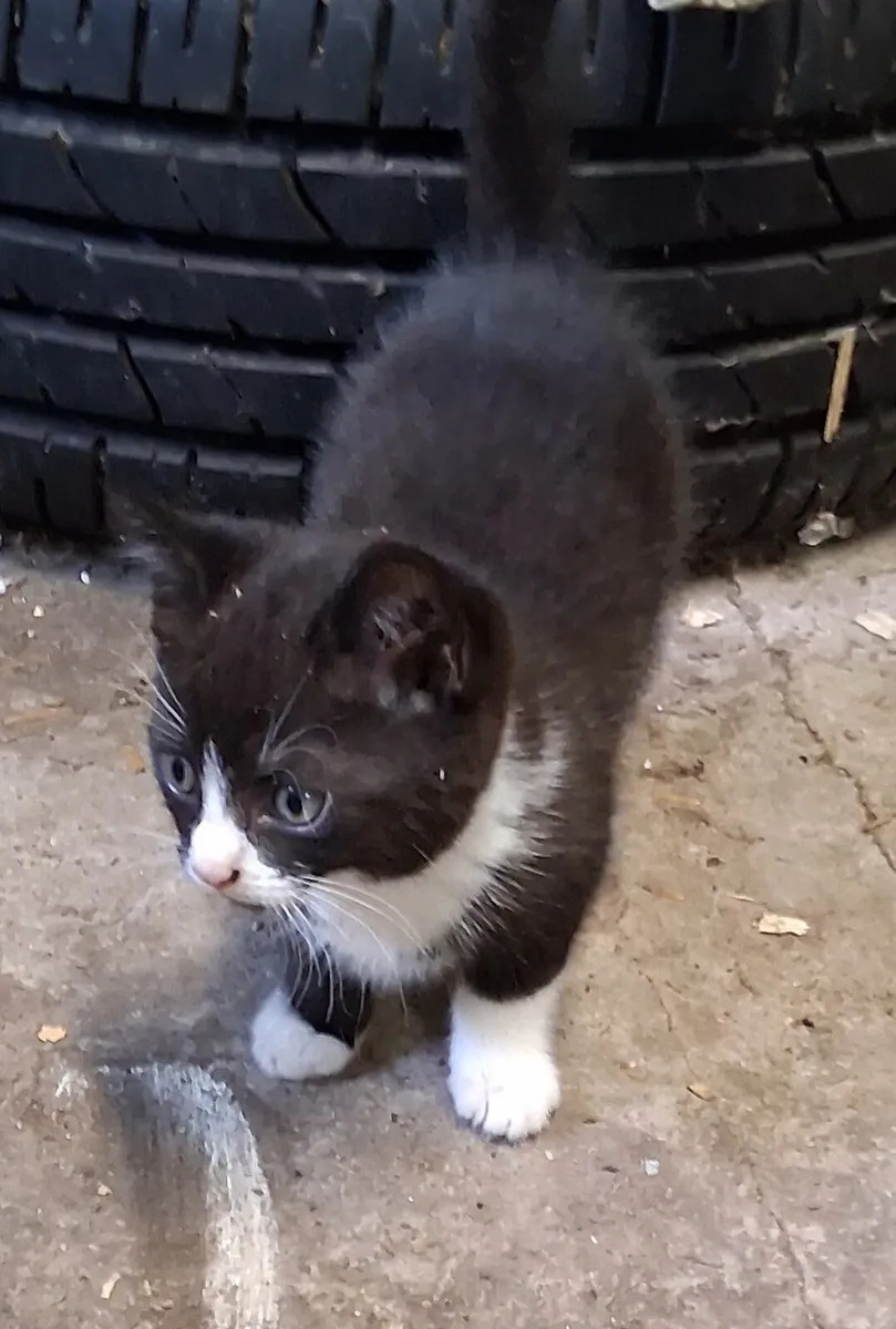 Kittens - Image 4