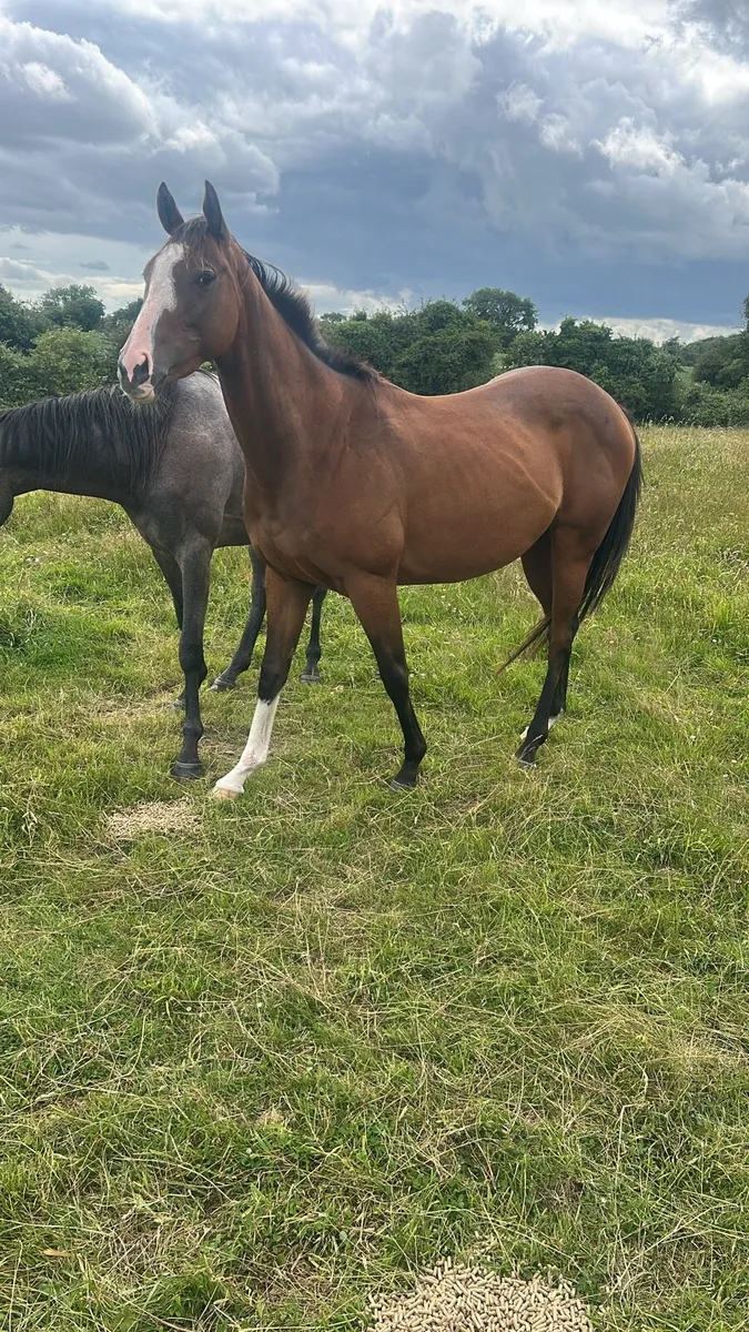 Berkshire filly - Image 2
