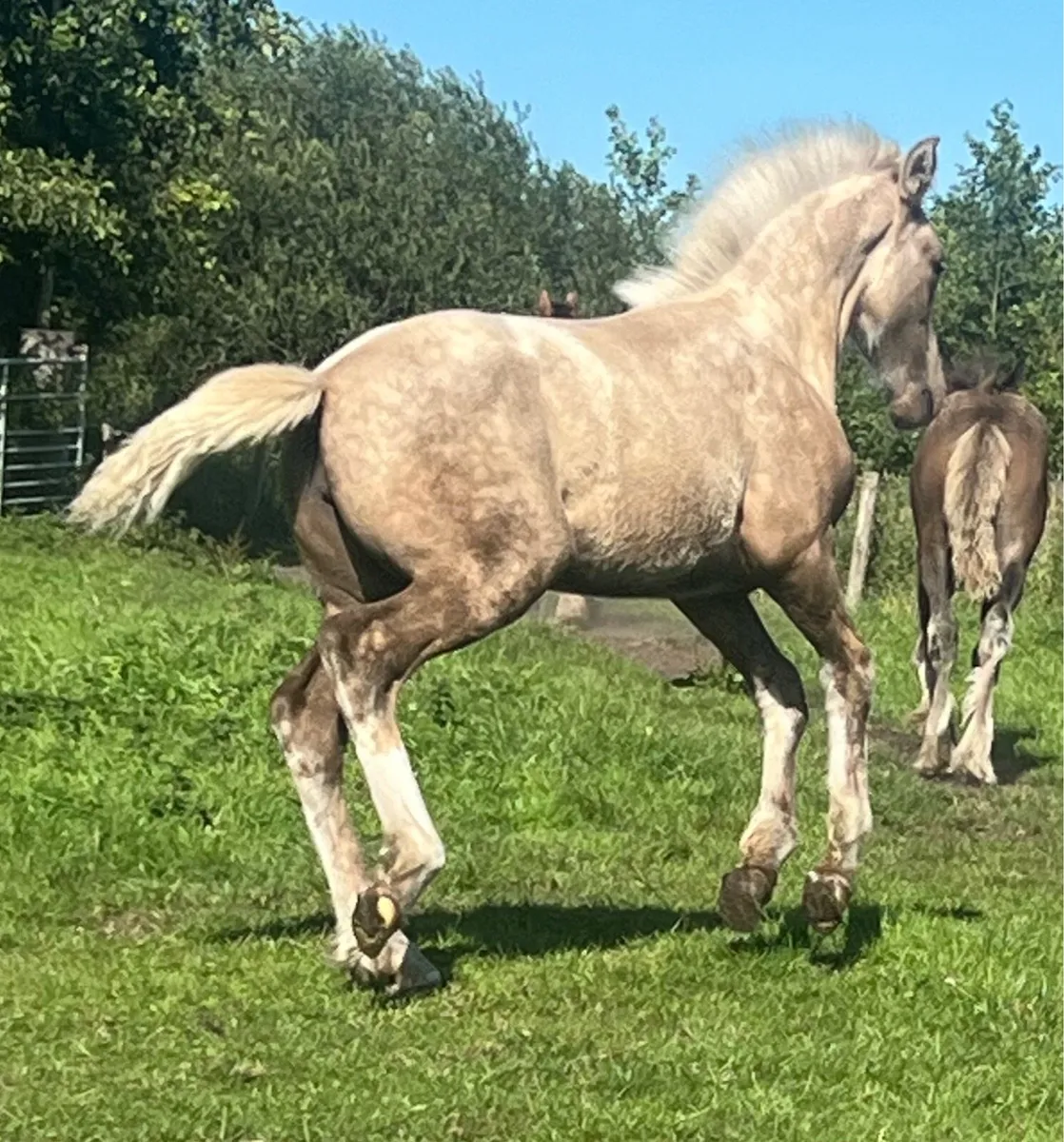 Filly foal for sale - Image 1