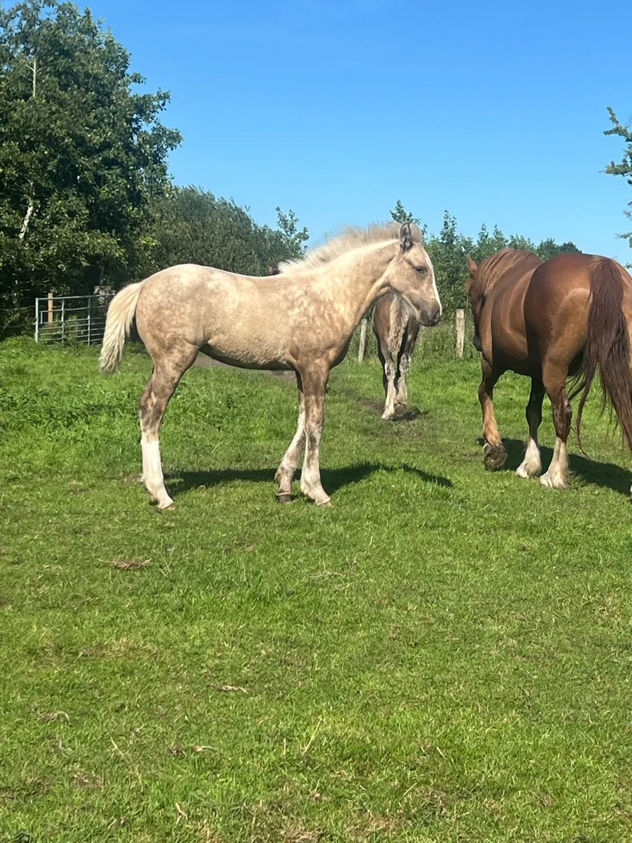 Filly foal for sale - Image 2