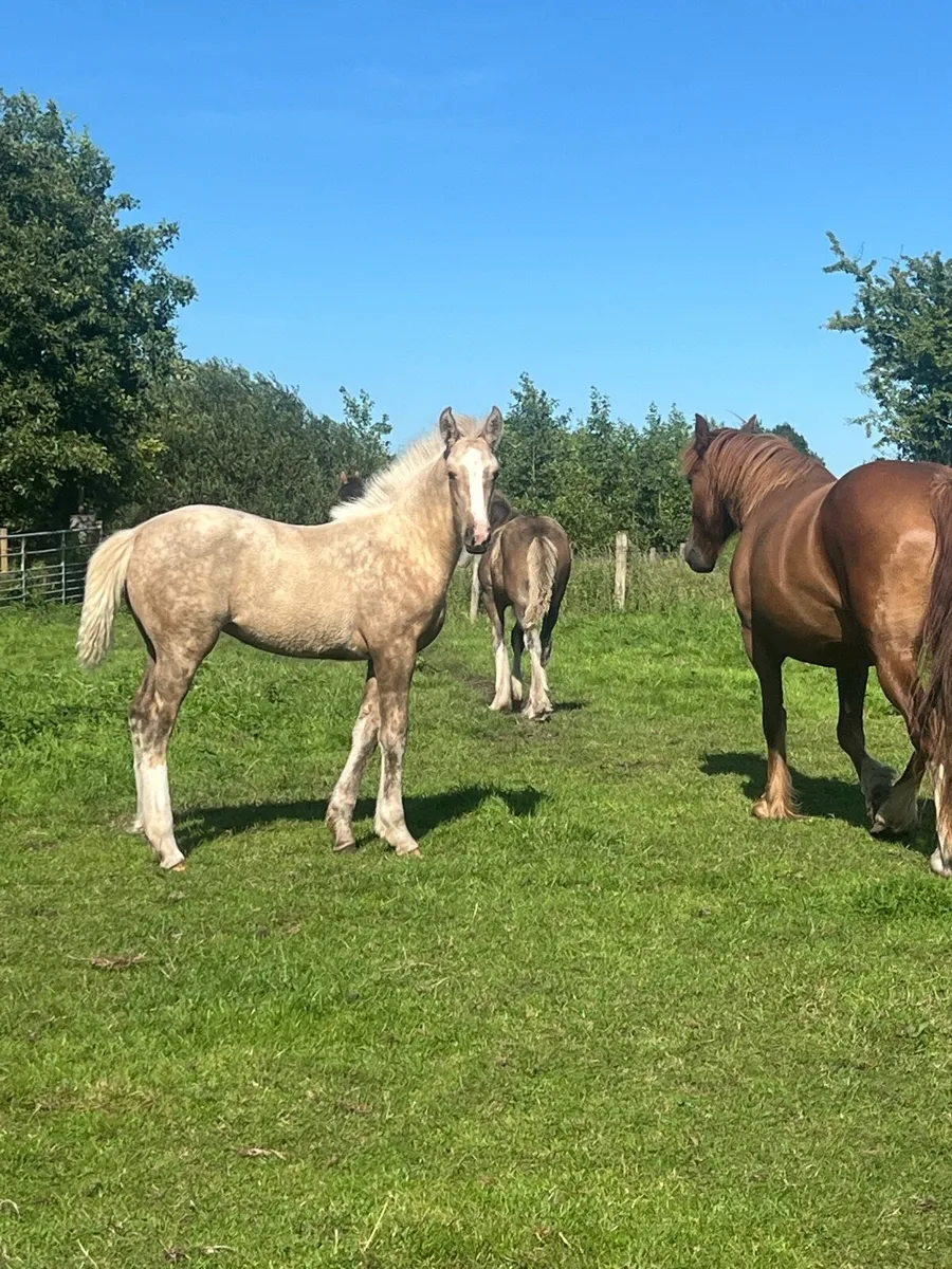 Filly foal for sale - Image 3