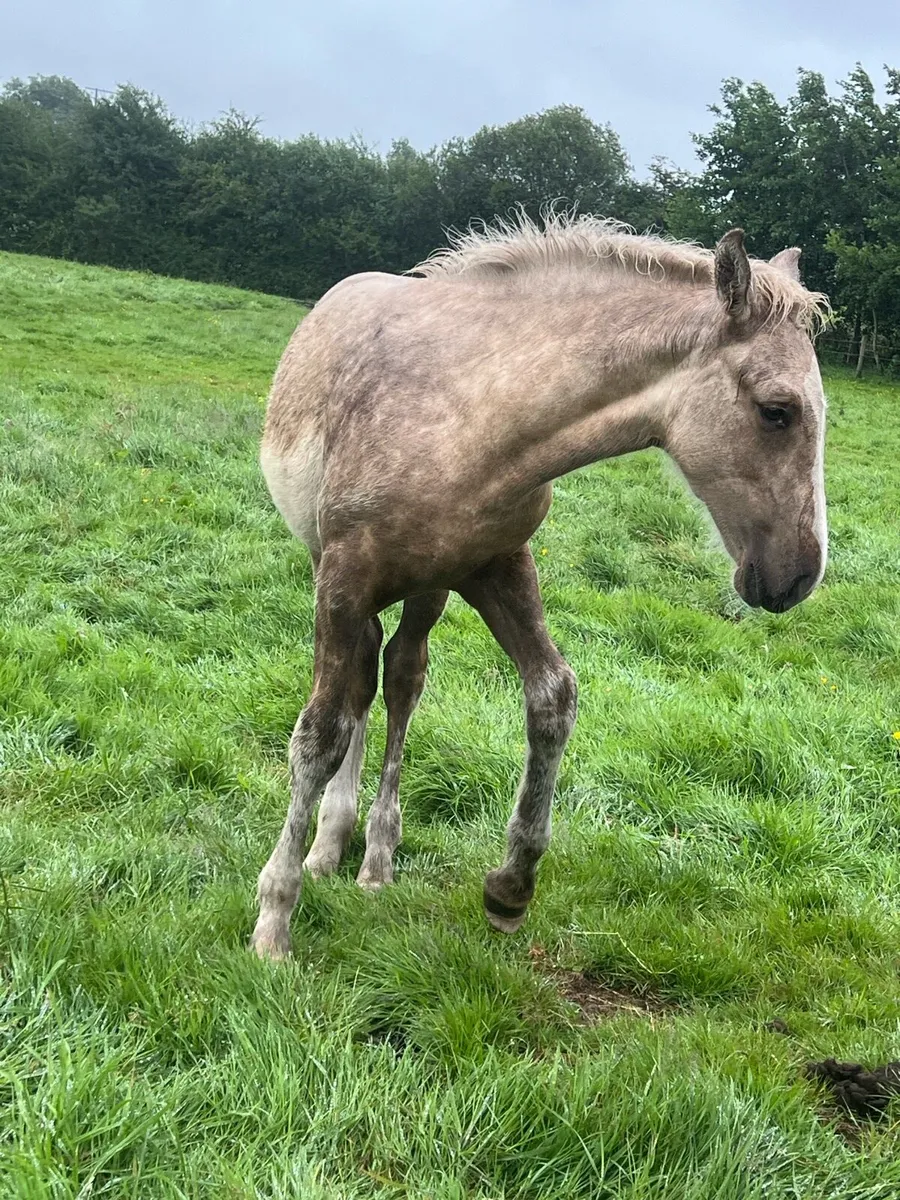 Filly foal for sale - Image 4