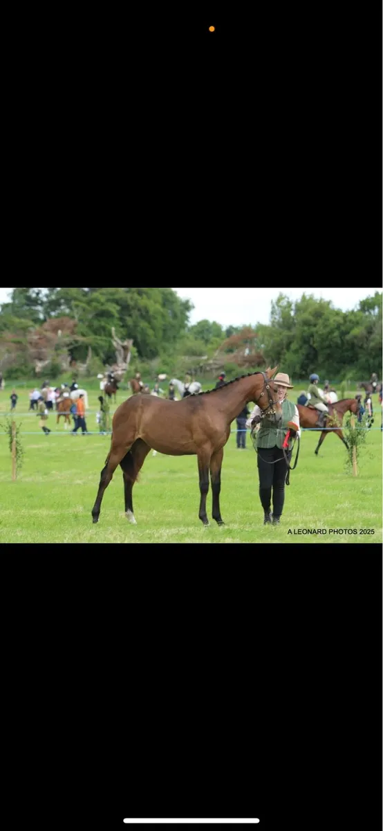 ISH yearling filly - Image 1