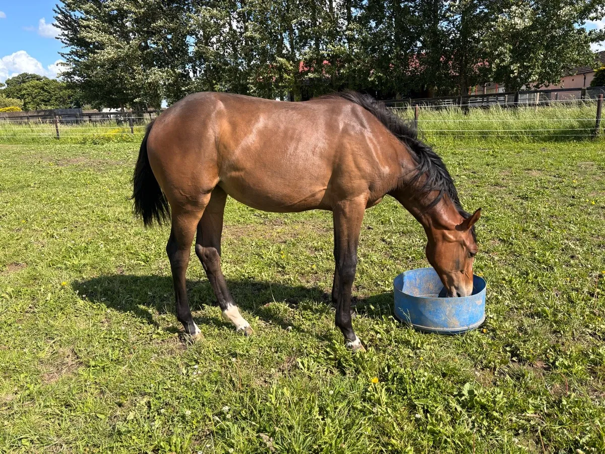ISH yearling filly - Image 2