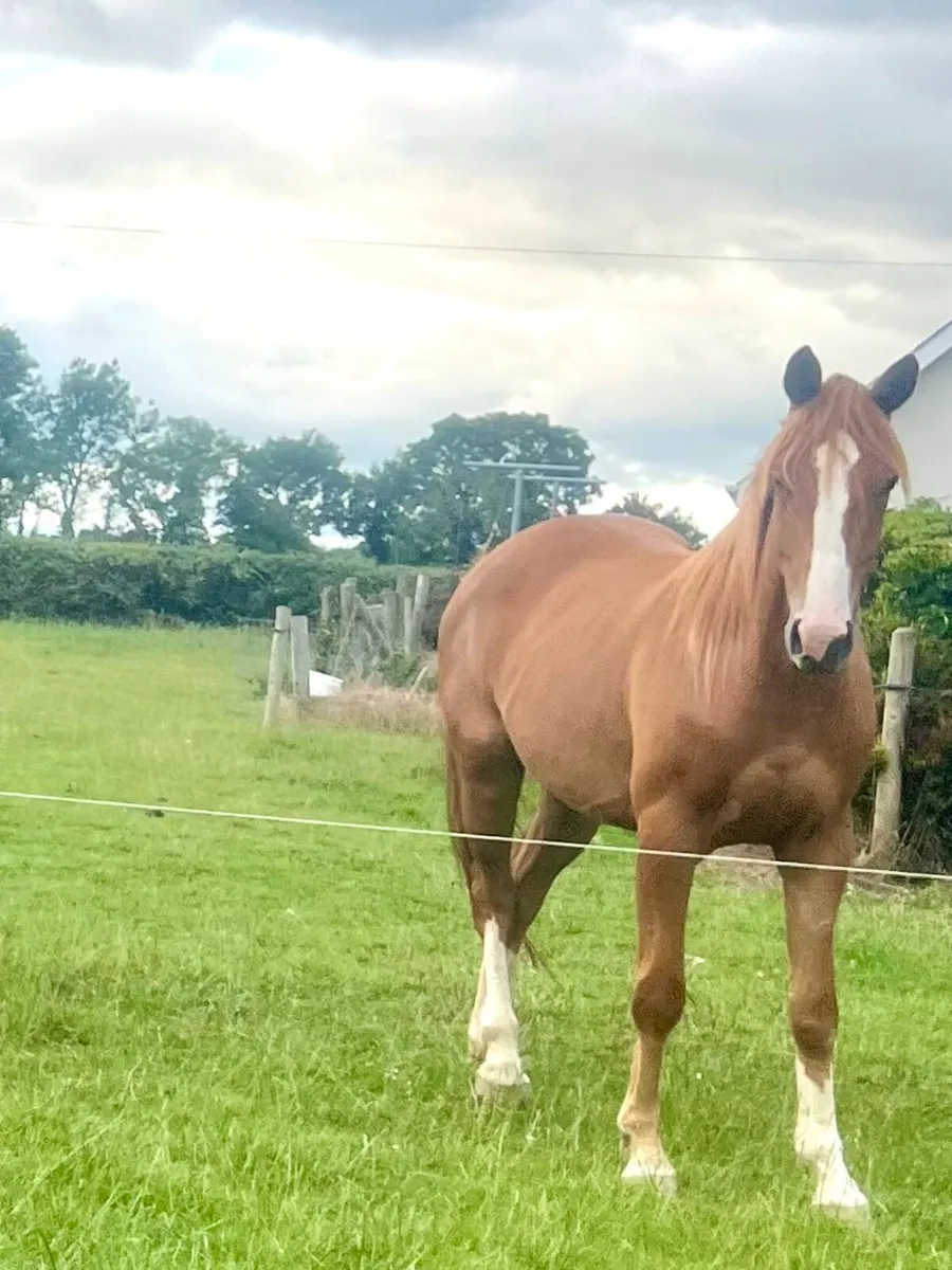 3 year old Gelding TB x Connie - Image 1