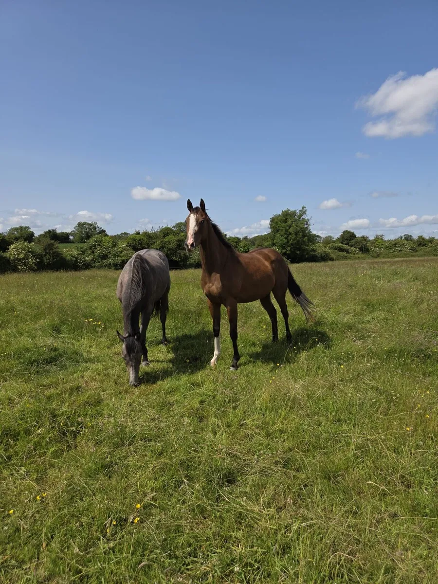 Berkshire filly - Image 1