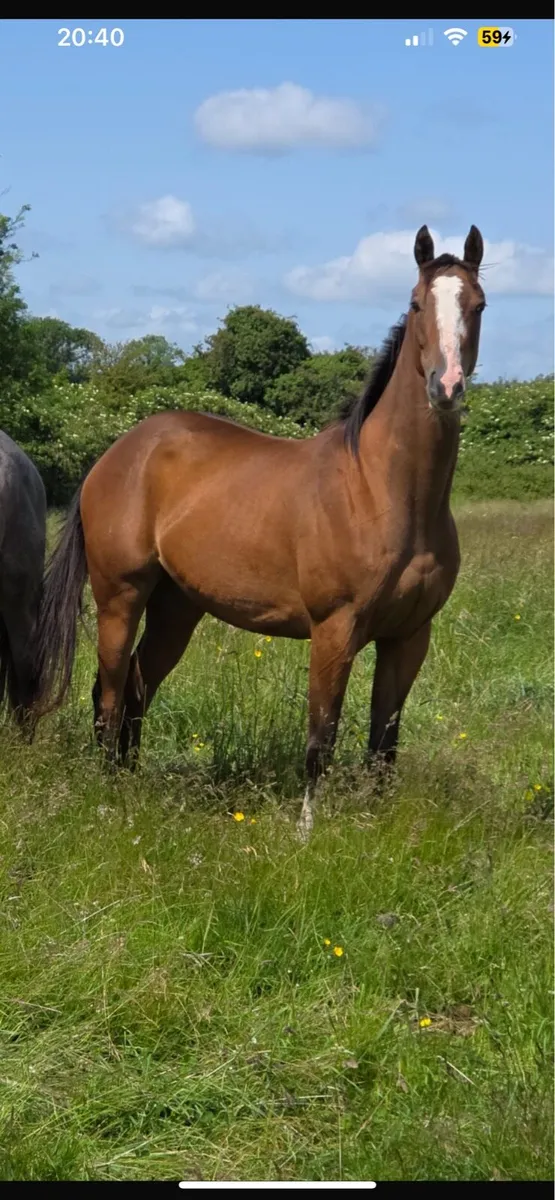 Berkshire filly - Image 3