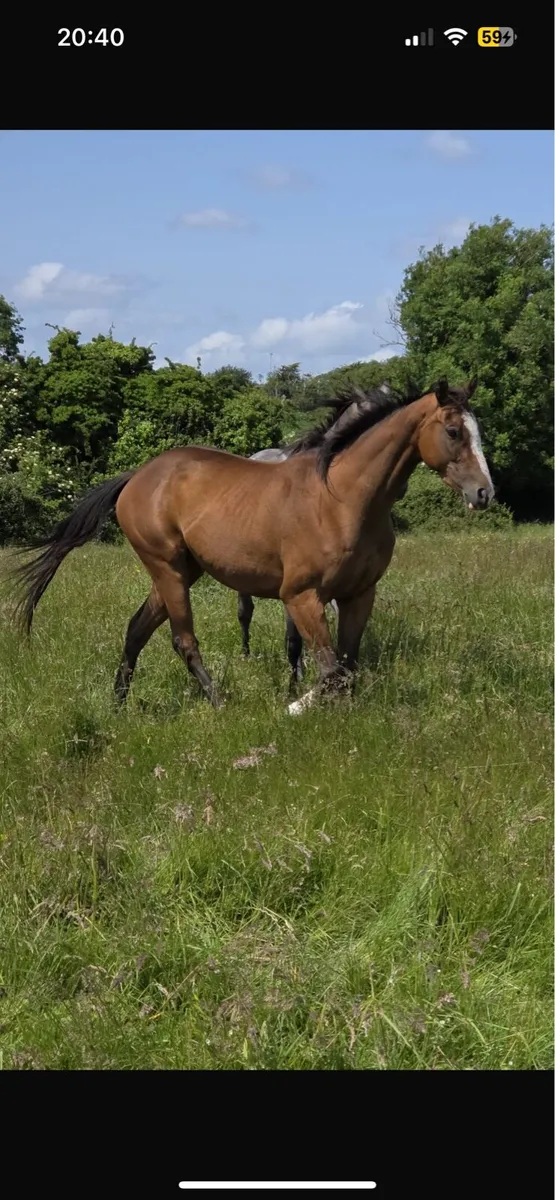 Berkshire filly - Image 4