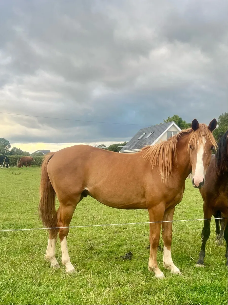3 year old Gelding TB x Connie - Image 3